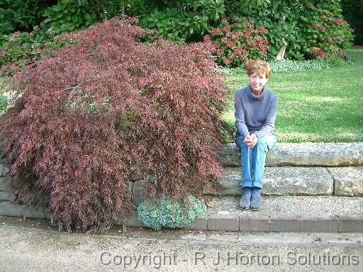 Japanese Maple Patricia 